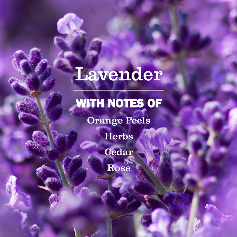 Lavender Plug In Scented Oil Refill 4-Pack